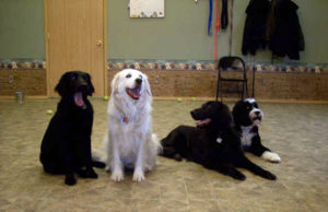 Kalispell-Social-Dog-Training-Four Footers